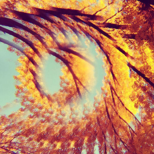 A Hawk And A Hacksaw - Forest bathing (CD)