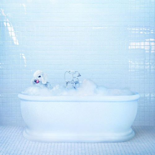 Frankie Cosmos - Vessel (LP)