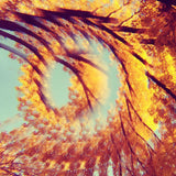 A Hawk And A Hacksaw - Forest bathing (LP)