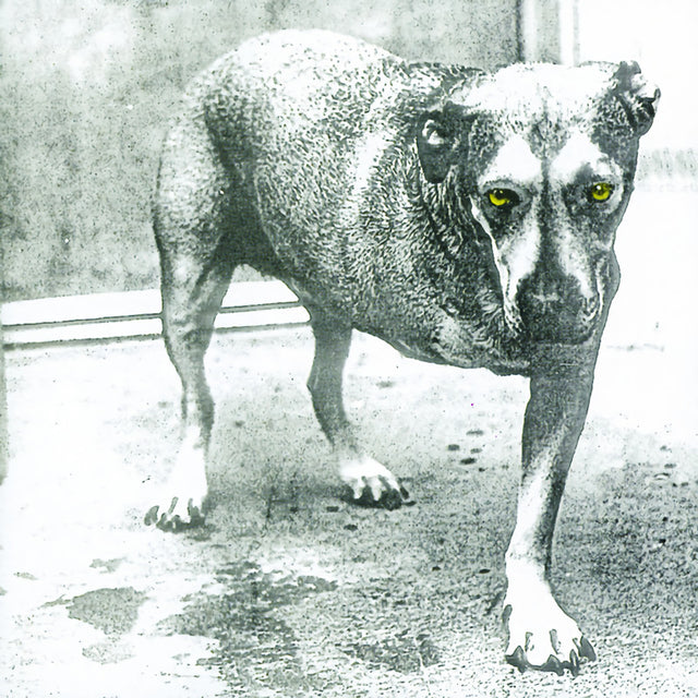 Alice In Chains - Alice in chains (CD)