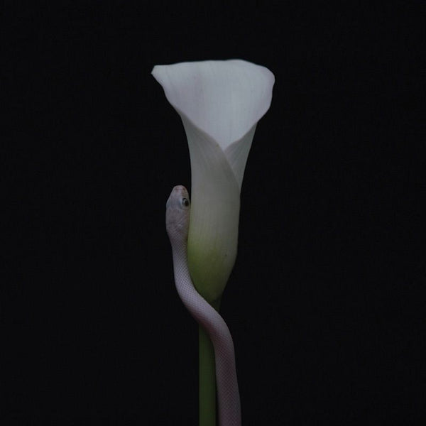 Animals As Leaders - Parrhesia (CD)