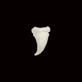 Budos Band - Long in the tooth (LP)