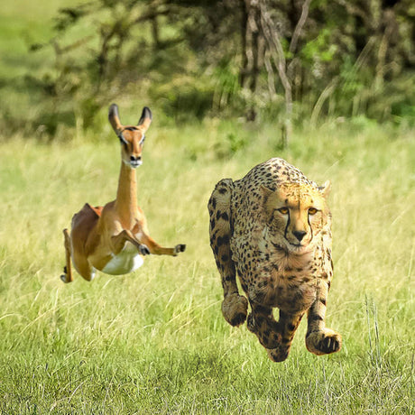 Thundercat & Tame Impala - 7-no more lies (12-inch maxi-single)