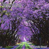 Venice - Jacaranda street (CD)